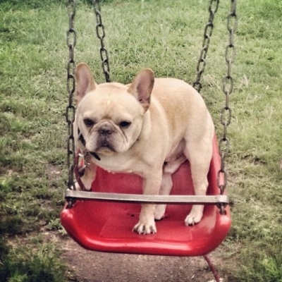 French Bulldog on Swing