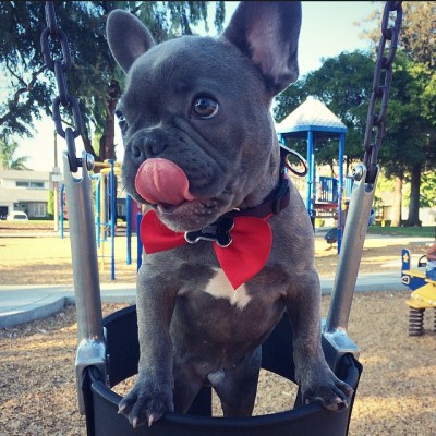 meatloafthefrenchie